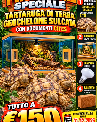 Tartaruga di terra Sulcata+terrario+ altro....