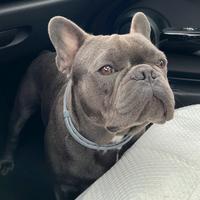 Bulldog Francese per monta