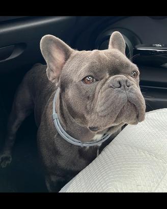 Bulldog Francese per monta