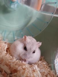 Criceto nano russo