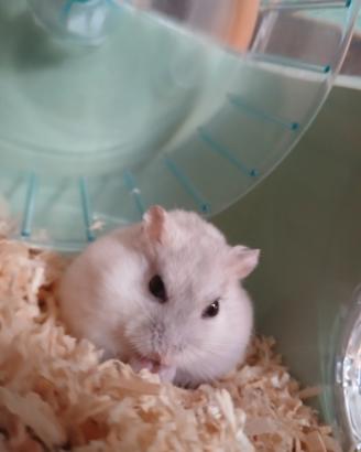 Criceto nano russo