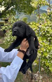 Labrador cuccioli dal 10 giugno