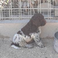 Lagotto Romagnolo CUCCIOLI con Pedigree