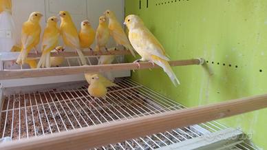 Animali