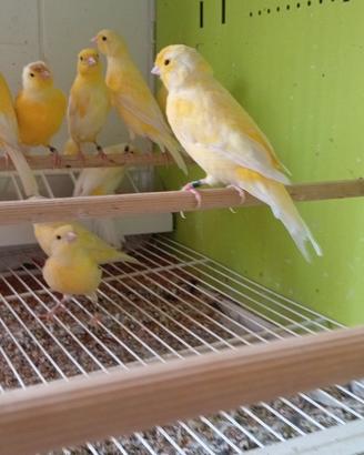Animali