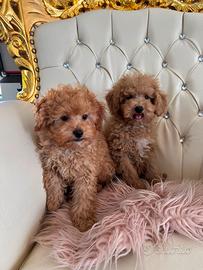 Barboncini Nani
