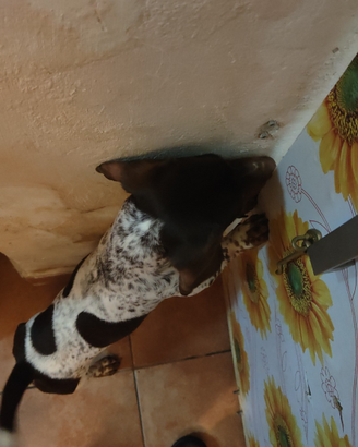 Bassotto piebald x monta