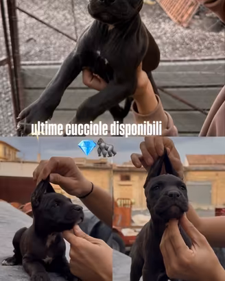 Pitbull