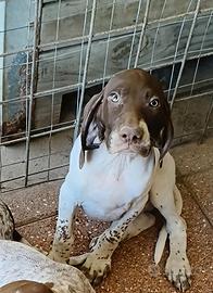 cuccioli da tartufo