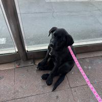 Cagnolina meticcia