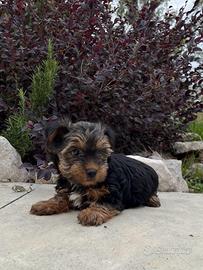Yorkshire terrier