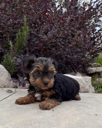 Yorkshire terrier