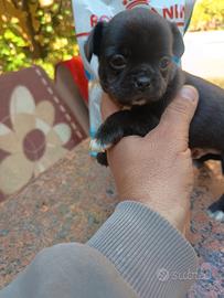 Chihuahua maschietto