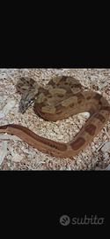Boa constrictor imperator 2025