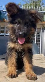 Cuccioli di pastore tedesco di alta genealogia