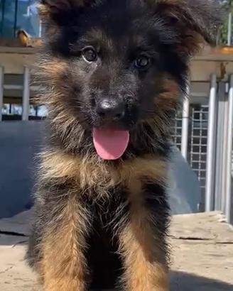 Cuccioli di pastore tedesco di alta genealogia