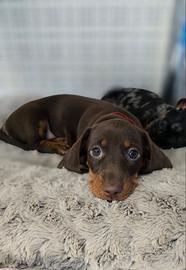 Ultimi bassotti Kaninchen