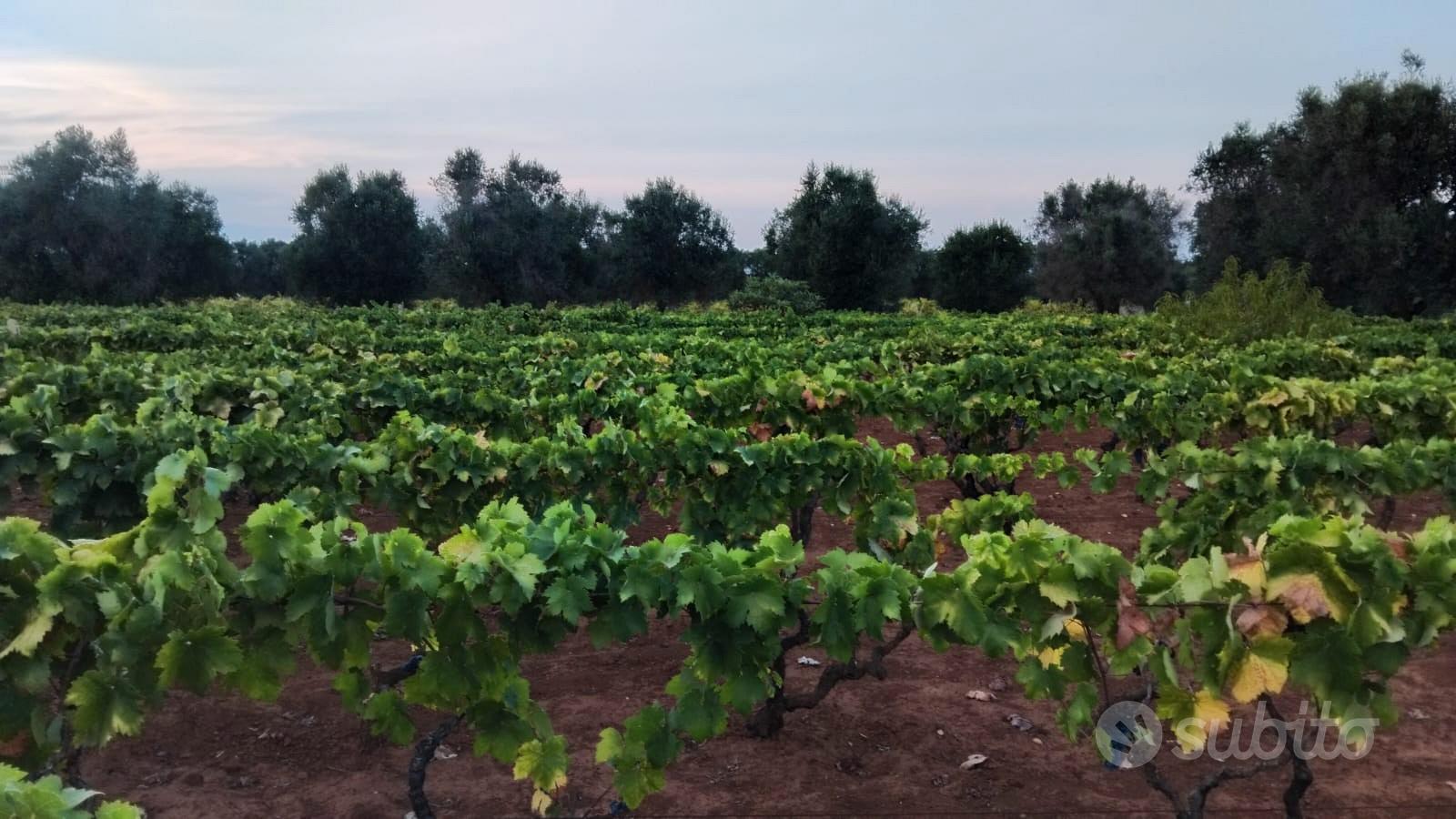 Terreno agricolo metà uliveto e metà vigneto - Vista 4