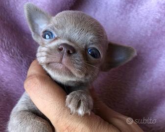 Cuccioli di chihuahua maschio