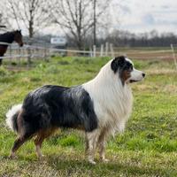 Australian Stallone blu merle red factor