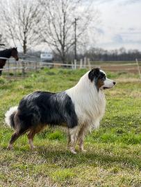 Australian Stallone blu merle red factor