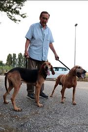 2 cani segugi da caccia a pelo raso