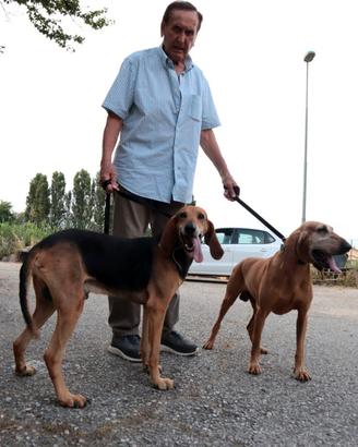 2 cani segugi da caccia a pelo raso