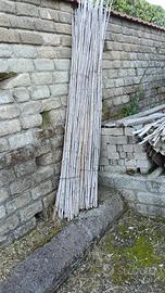 Canne di bambù
