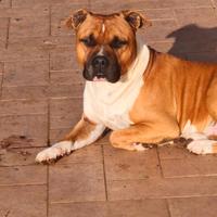 Amstaff monta
