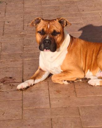 Amstaff monta
