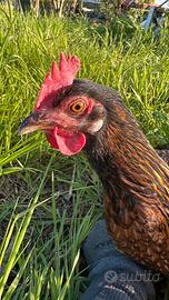 Gallina tipo Marans Nero Ramata - Selezionata