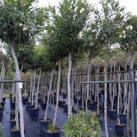 Oleandro ad albero per viali