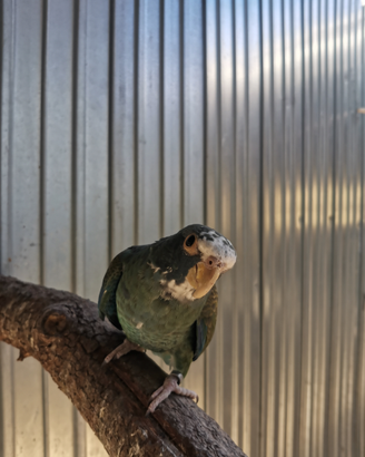 Pionus