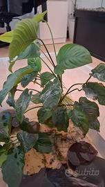 Piante acquario anubias