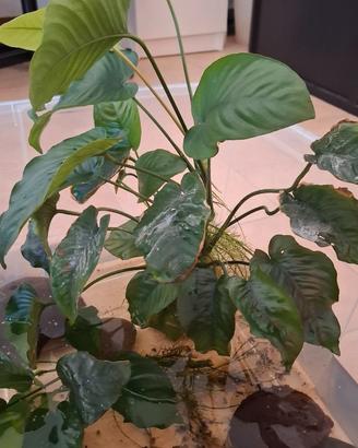 Piante acquario anubias