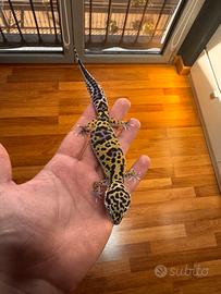 Gechi Leopardini Normal - 5/6 mesi