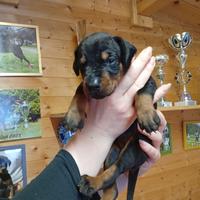 Cuccioli di dobermann