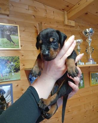 Cuccioli di dobermann