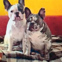 2 Bulldog Francesi