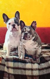 2 Bulldog Francesi