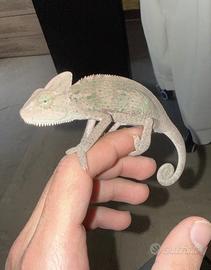 Camaleonte femmina