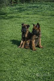 Cuccioli pastore belga malinois maschi e femmine