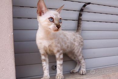 Gatto del bengala