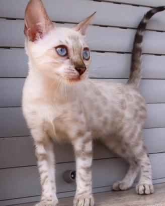 Gatto del bengala
