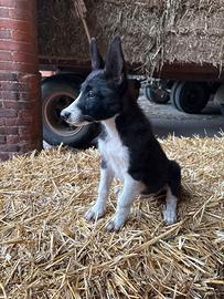 Cuccioli di border collie X pastore svizzero