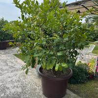 Pianta di limoni