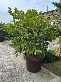 Pianta di limoni