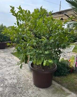 Pianta di limoni