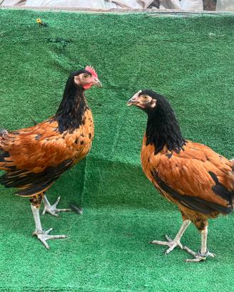 Galline Vorwerk