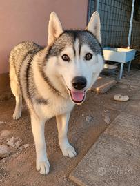 Cane husky
